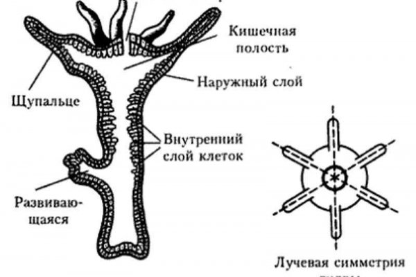 Ссылка на кракен krawebes