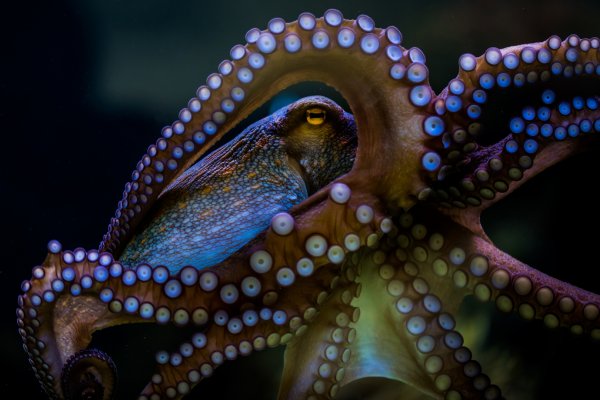 Kraken ссылка tor официальный сайт