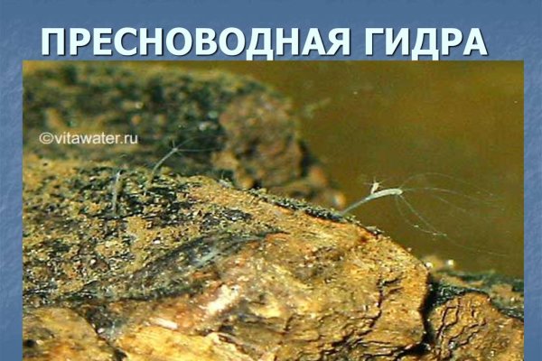 Кракен мп