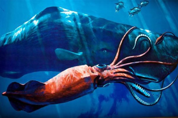 Kraken17at