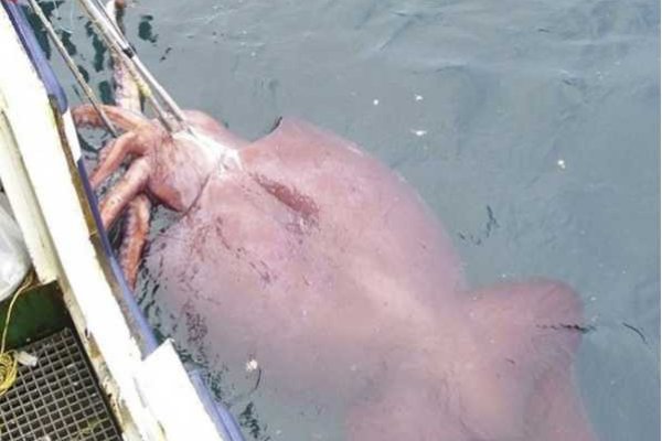Kraken зеркало стор