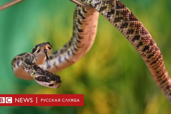 Зайти на кракен через браузер